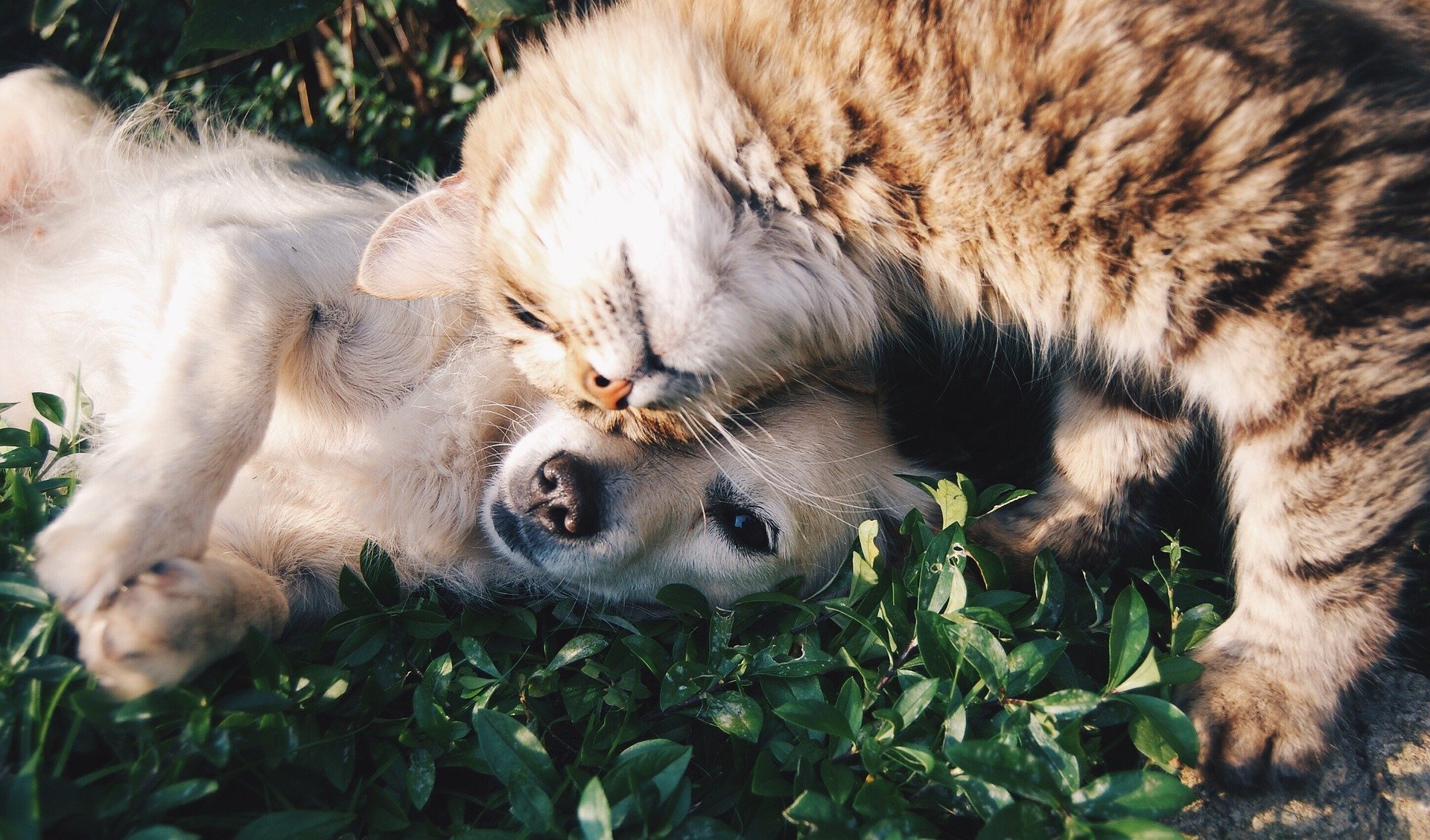 Pet security